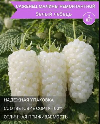 Малина ремонтантная «Белый Лебедь»