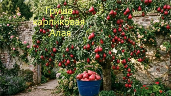 Груша карликовая Алая