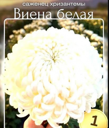Хризантема Виена Белая