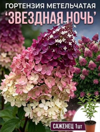 Гортензия метельчатая «Звездная ночь»