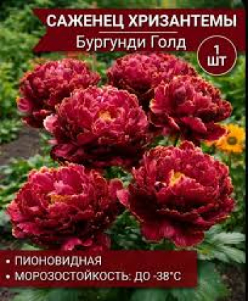 Хризантема Бургунди Голд