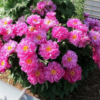 Пион Найс Гал ( Paeonia Nice Gal )