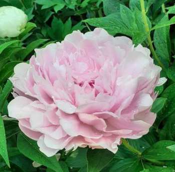 Пион Украинская Мелодия (Paeonia Melody of Ukraine)