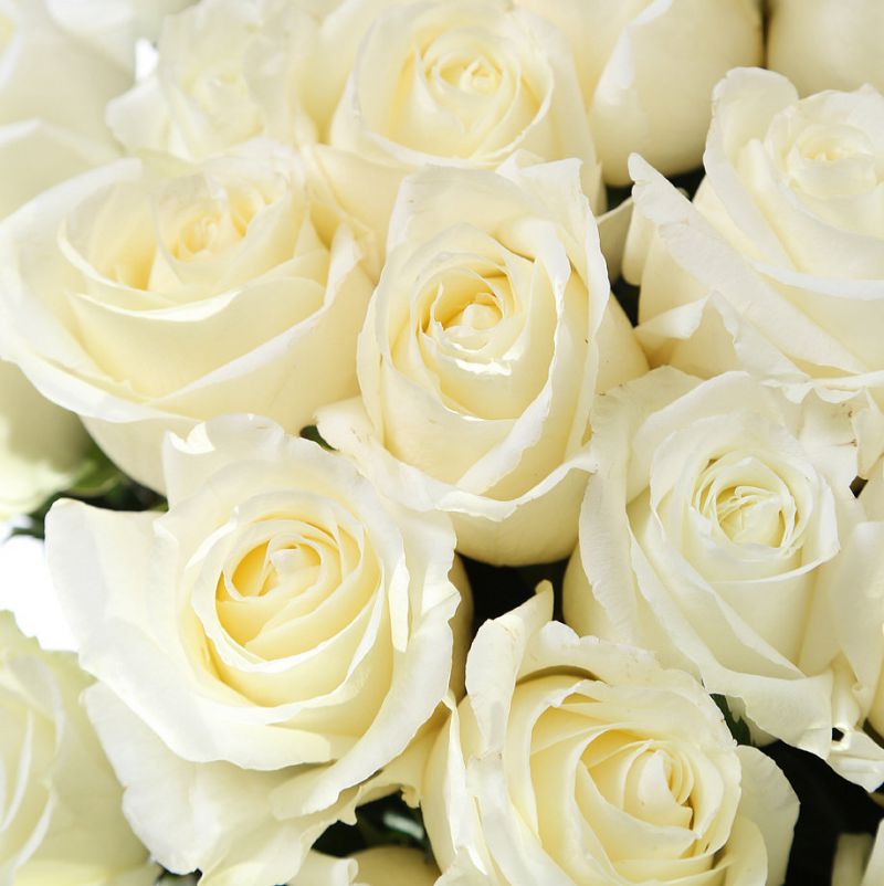 Роза Белый Шоколад относится к срезочным сортам. Цвет их лепестков –скорее, топлёное молоко, и только серединка бутона, за счёт большойплотности лепестков, приобретает оттенок белого шоколада. Распускаются чащепо одному, реже