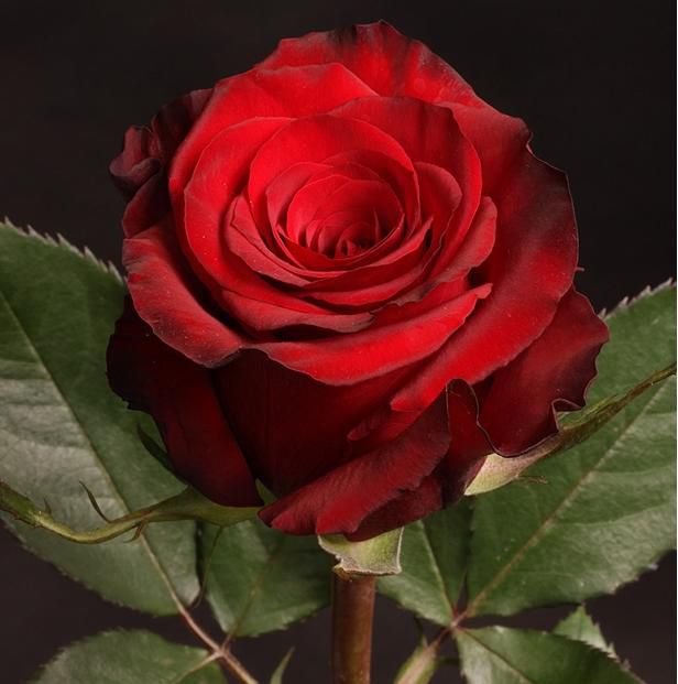 Роза ред франция фото и описание