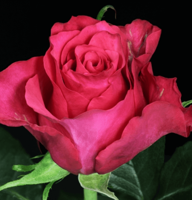 Роза big paula эквадор