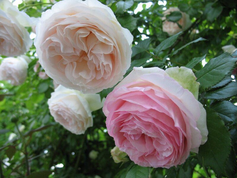 роза, розы, пале рояль, роза плетистая, розы плетистые - Экзотик Флора