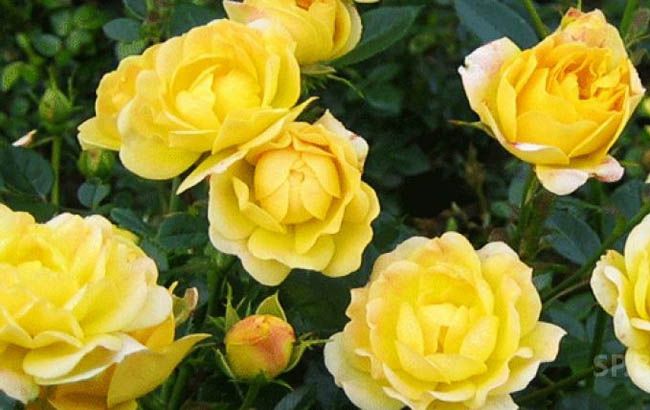 Цветки густомахровые жёлтые розетковидные. диаметром 2,5-4 см, в кистях по 3-8 шт, покрывают всю поверхность растения. - Экзотик Флора