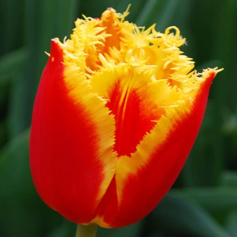 Тюльпан анжелика фото и описание
