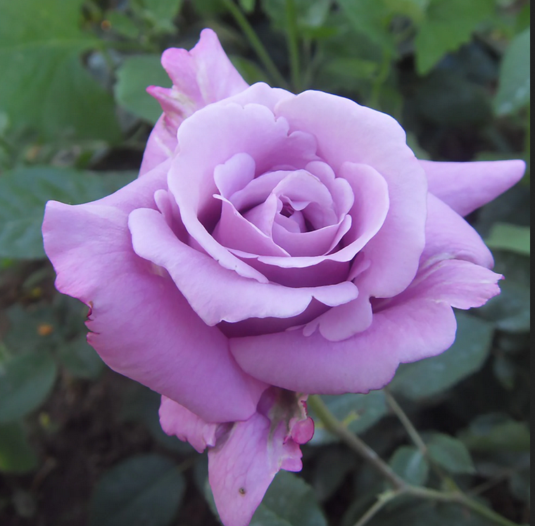 роза, розы, чайно-гибридные, чайно-гибридные розы, майзер - Экзотик Флора