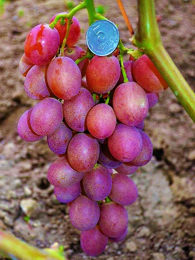 Виноград минский розовый описание сорта фото