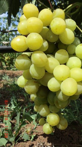 Виноград Барс: описание, характеристики, фото, отзывы | Уход и выращивание сорта Барс