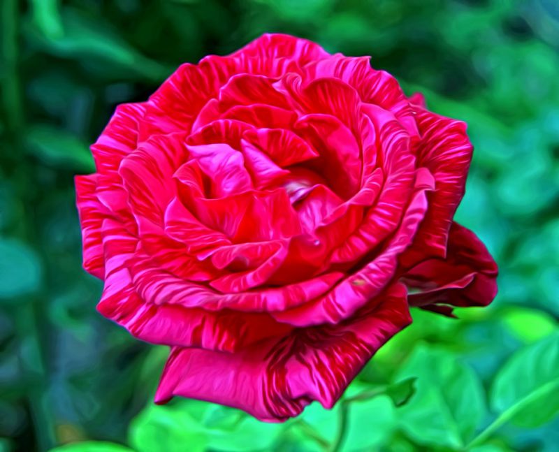Чайно гибридная роза лавли ред фото и описание