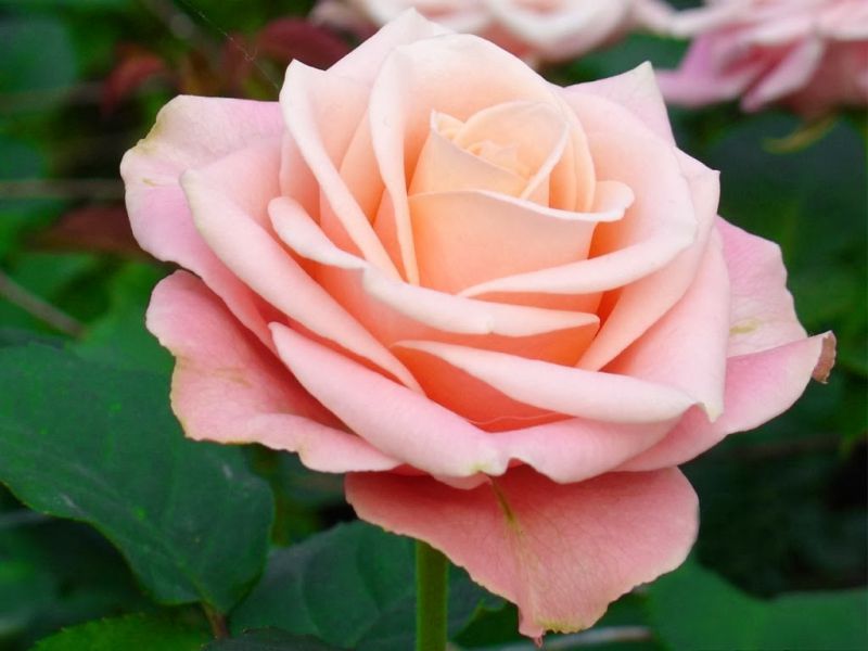 Розы Чайно Фото