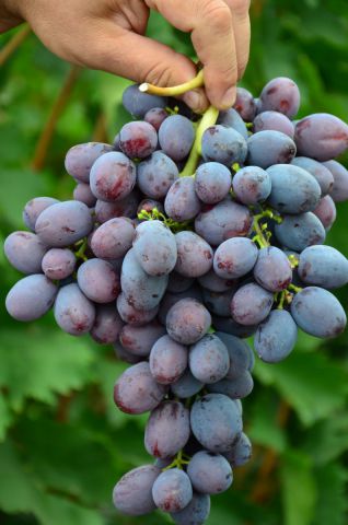 Виноград Бруно: описание, характеристики, выращивание, фото, отзывы - все о сорте