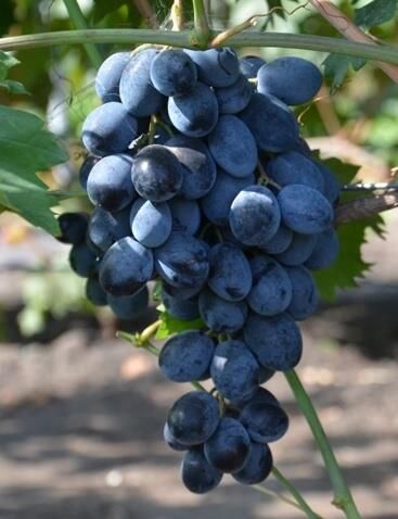 Виноград Черный ворон: описание и характеристики сорта, особенности ухода и выращивания, фото, отзывы