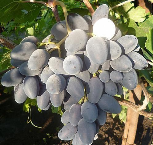 Описание винограда Тимати