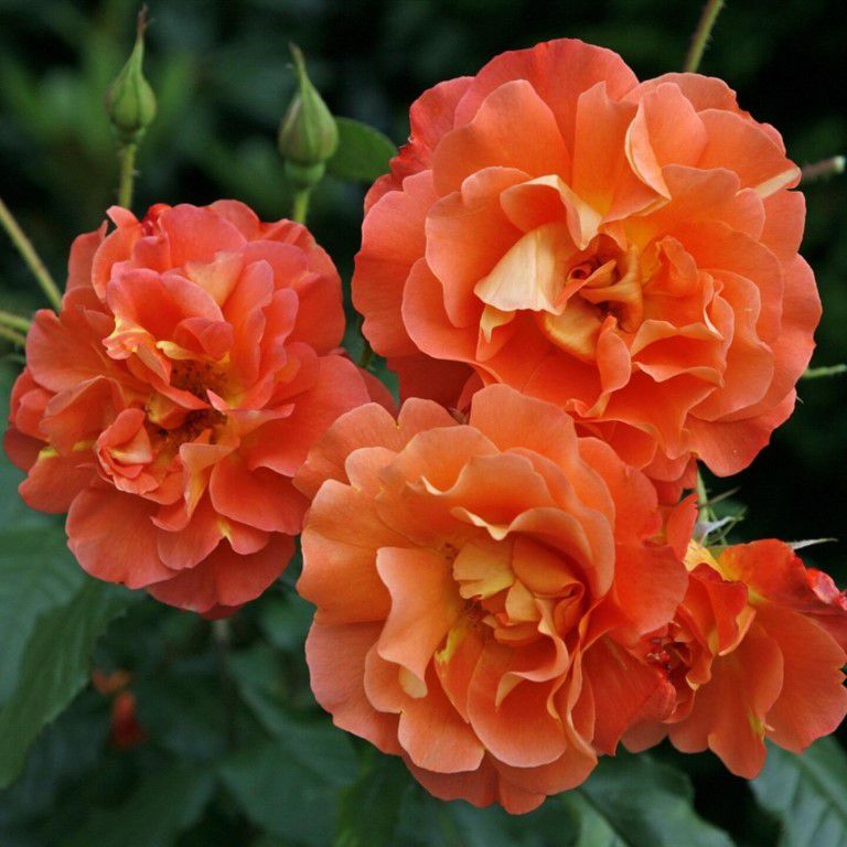 Вестерленд (Westerland) плетистая роза.Цветки этой прекрасной розы словно играют красками в зависимости от погоды и возраста цветка – то восхищая оранжево-алым, то демонстрируя преобладание лососево-оранжевого, то разбавляя цвет нотками абрикосового ...
