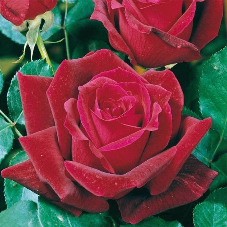 Розы Мейян Фото