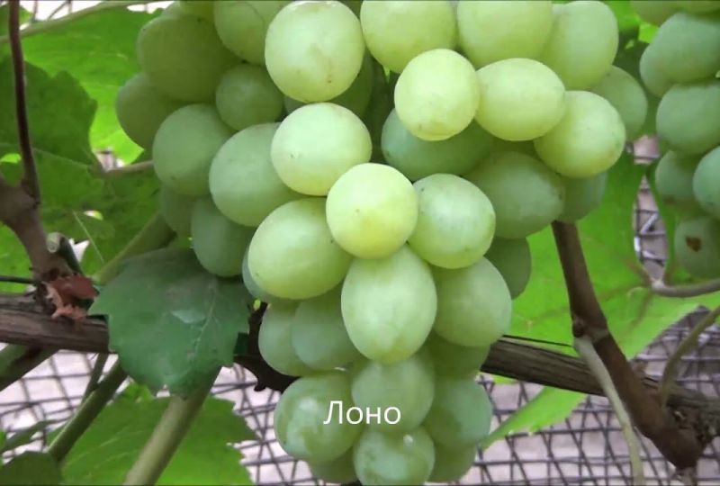 виноград , лоно, виноград лоно, плодовые морозостойкие - Экзотик Флора