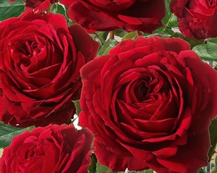 роза, розы, роза плетистая, розы плетистые, грандесса - Экзотик Флора