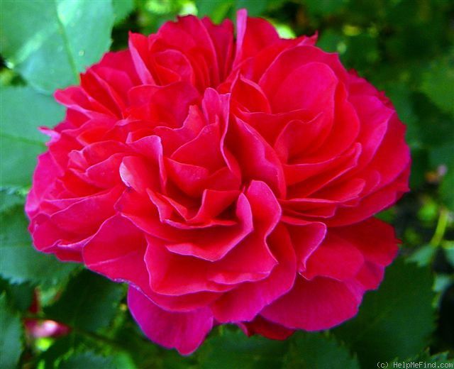 роза, розы, парковая роза, парковые розы, джон франклин, канадские розы - Экзотик Флора