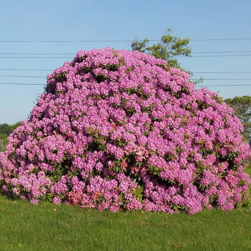 Рододендрон куст