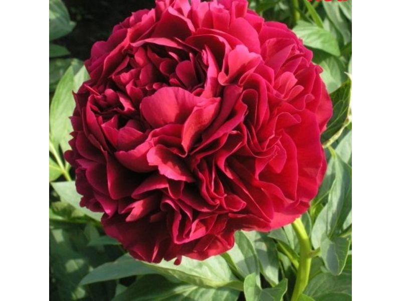 Пионы Ред Суприм описание сорта характеристики особенности посадки и выращивания отзывы | Цветочный магазин Бархатные розы