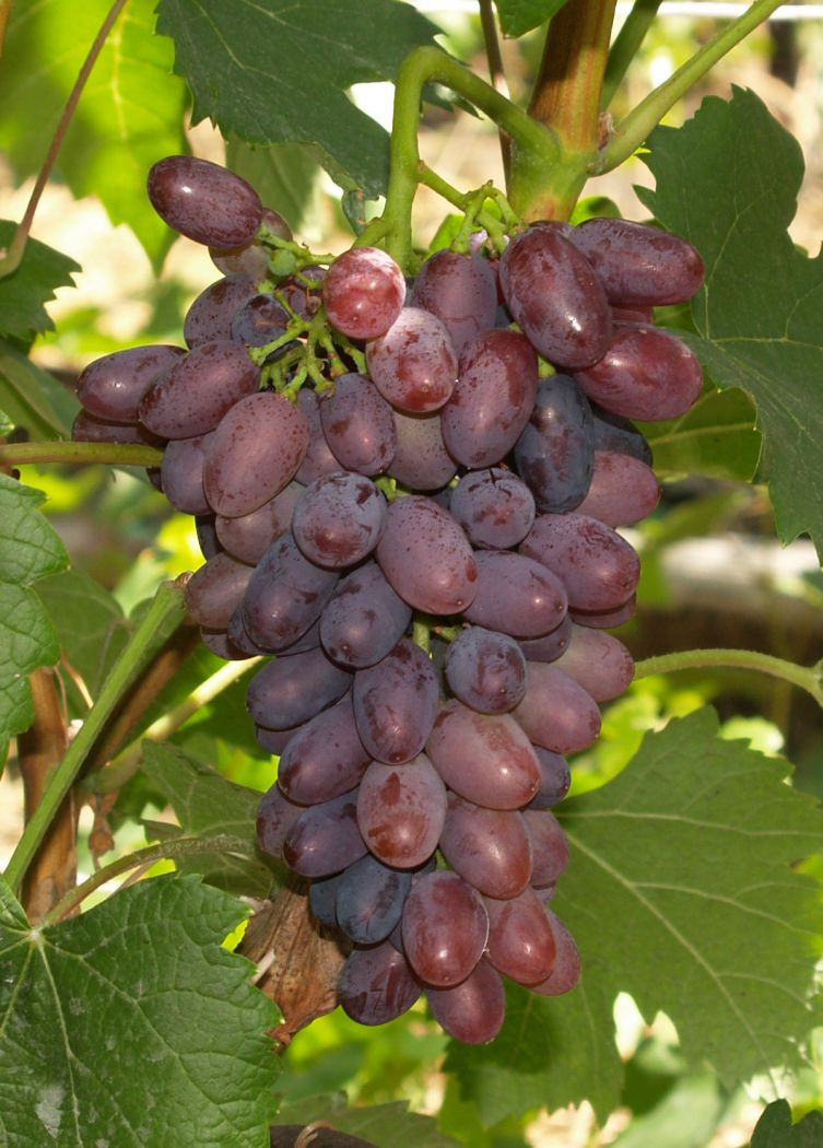 Сорт винограда сашенька фото и описание