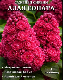 Сирень «Алая соната»