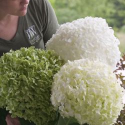 Гортензия древовидная Инкредиболл (Hudrangea arborescens Incrediball)