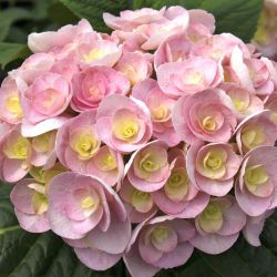 Гортензия крупнолистная Ю энд Ми Лав (Hydrangea macrophylla You & Me Love)