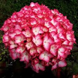 Гортензия крупнолистная Сабрина (Hydrangea macrophylla Sabrina)