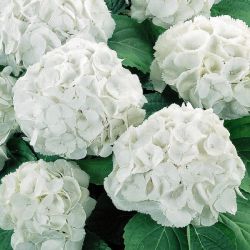 Гортензия крупнолистная Шнеебол (Hydrangea macrophylla Schneeball)