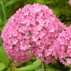 Гортензия древовидная Белла Анна (Hydrangea arborescens Bella Anna)