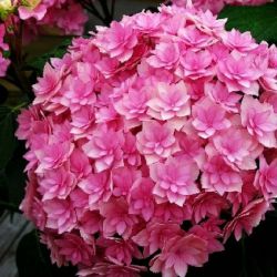 Гортензия крупнолистная Экспрешн (Hydrangea macrophylla Expression)
