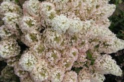 Гортензия метельчатая Бобо (Hydrangea paniculata Bobo)