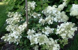 Гортензия метельчатая Брюсселс Лейс (Hydrangea paniculata Brussels Lace)