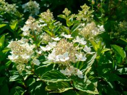 Гортензия метельчатая Дартс Литл Дот (Hydrangea paniculata Dart`s Little Dot)