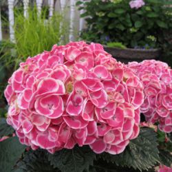 Гортензия крупнолистная Рамарс (Hydrangea macrophylla Ramars)