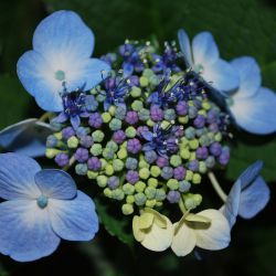 Гортензия крупнолистная Блю Вейв (Hydrangea macrophylla Blue Wave)