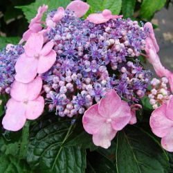 Гортензия крупнолистная Твист энд Шаут (Hydrangea macrophylla Twist n Shout)