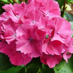 Гортензия крупнолистная Сибилла / Мася (Hydrangea macrophylla Sibilla / Masja)