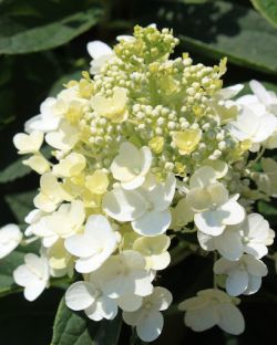 Гортензия метельчатая Бэби Лейс (Hydrangea paniculata Baby Lace)