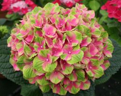 Гортензия крупнолистная Мэджикал Аметист Пинк (Hydrangea macrophylla Magical Ametist Pink)