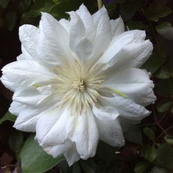 Клематис Дюшес оф Эдинбург (Duchess of Edinburgh)