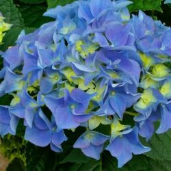 Гортензия крупнолистная Эрли Блю (Hydrangea macrophylla Early Blue)