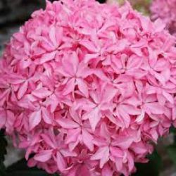 Гортензия крупнолистная Ю энд Ми Инспайр (Hydrangea macrophylla You & Me Inspire)