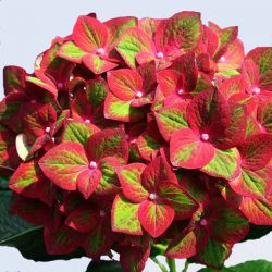 Гортензия крупнолистная Мэджикал Гринфайр (Hydrangea macrophylla Magical Greenfire)