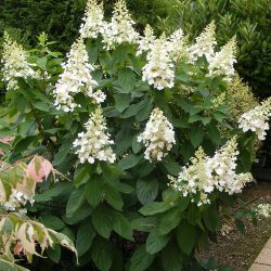 Гортензия метельчатая Киушу (Hydrangea paniculata Kyushu)